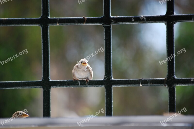 Bird Roost Look Free Photos