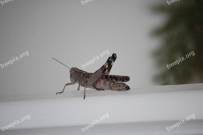 Grasshopper Insect Solitaire Free Photos