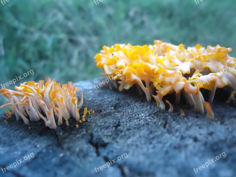 Nature Fungi Blue Free Photos