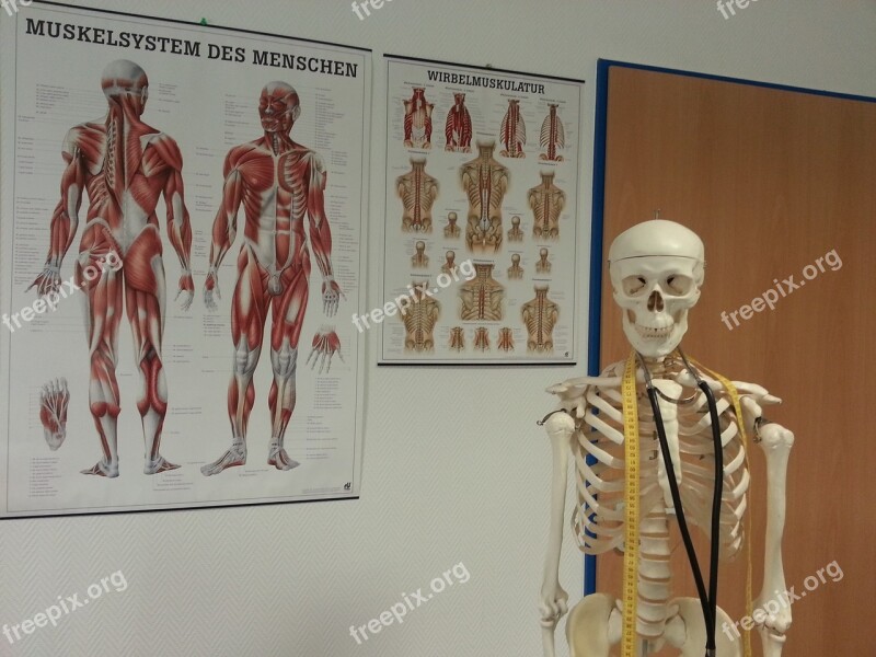 Skeleton Bone Anatomy Bone Structure Muscles