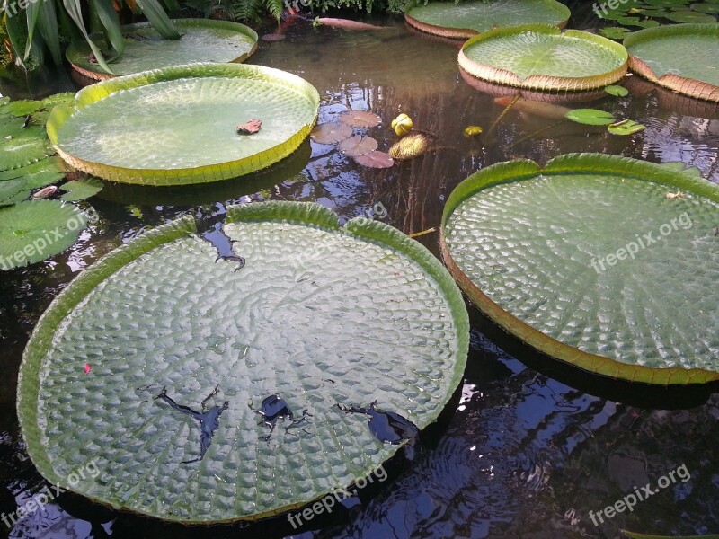 Water Lily Giant Water Lily Pond Pond Plant Garden