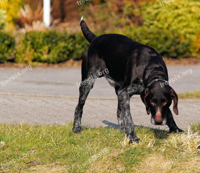 Dog Hunting Dog Pointing Dog Hunting Awakened