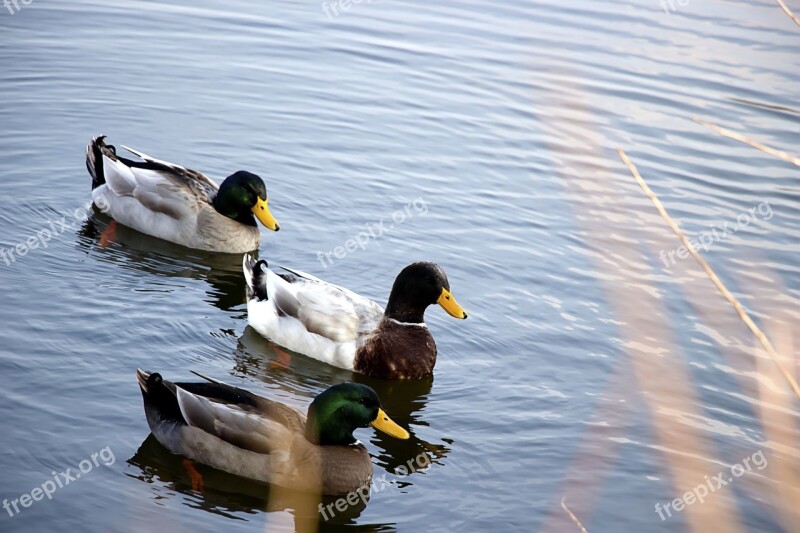 Nature Duck River Landscape Family