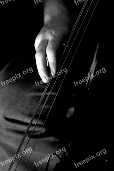 Strings Black And White Bass Stand Up Music