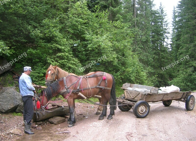 Romania Horses Cart Peasant Forest