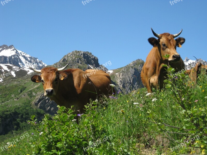 Cows Mountain Nature Meadows Field