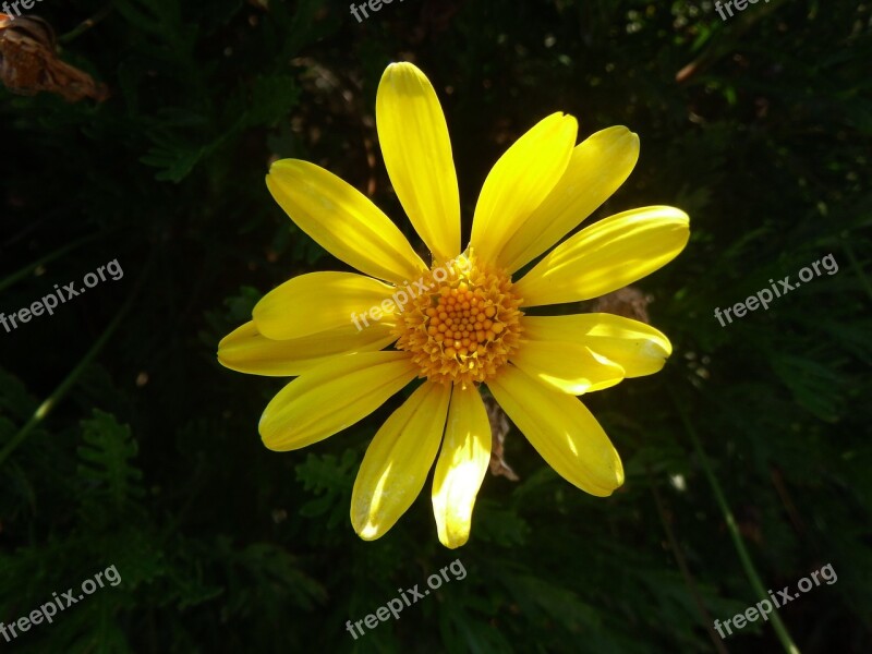 Flower Yellow Spring Nature Yellow Flower