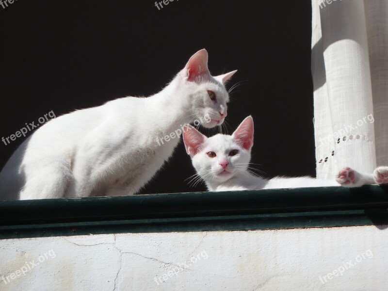 Cats White Window Feline Puss