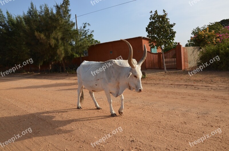 Animals Zebu Cow Africa Free Photos