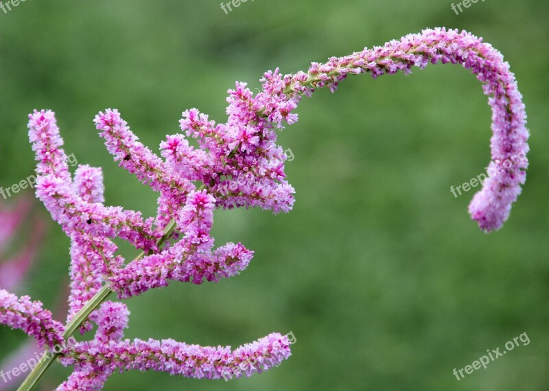 Spring Flower Close Up Pink Spring Colors