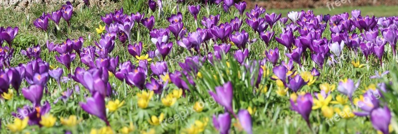 Spring Frühlingsanfang Spring Awakening Crocus Crocus Meadow