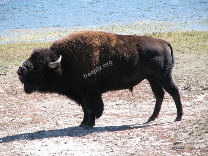 Buffalo Wild Animal Nature Mammal