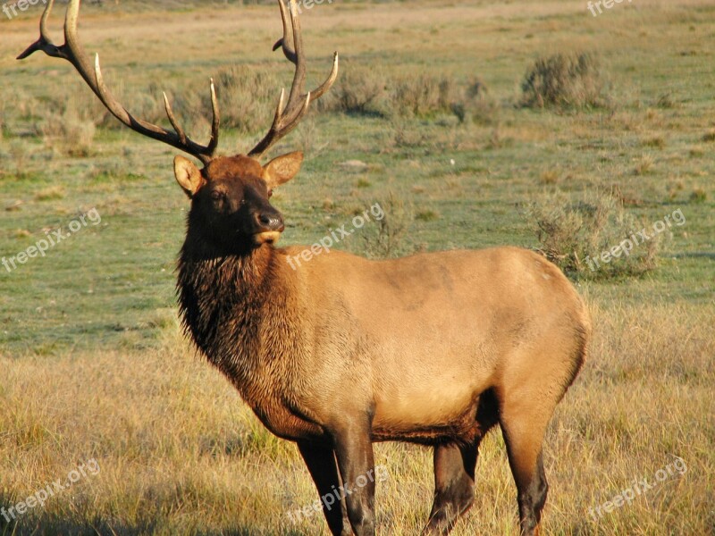 Elk Wild Animal Nature Mammal