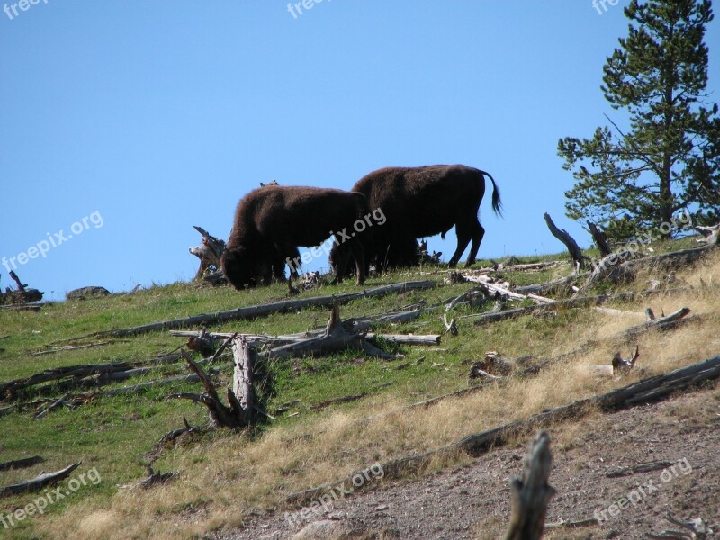 Buffalo Wild Animal Nature Mammal