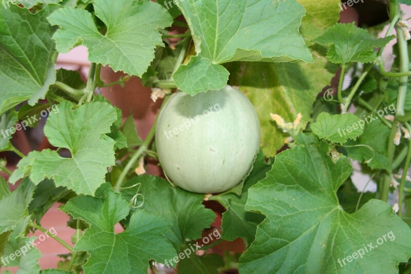 Melon Fruit Mat Free Photos