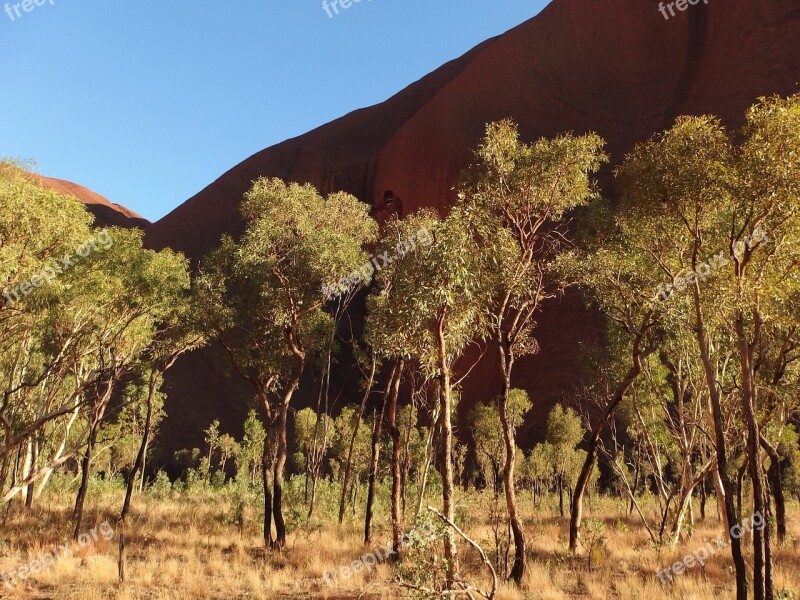 Trees Nature Uluru Ayers Rock Australia