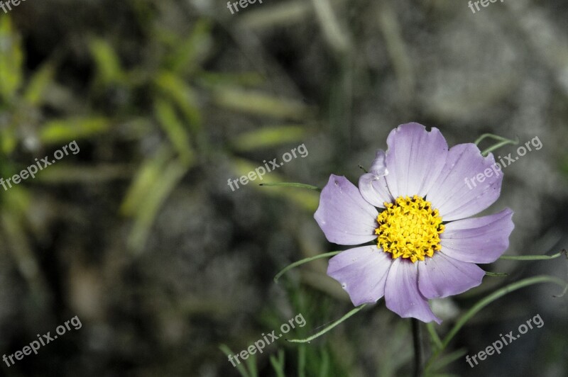 Flowers Plants Desktop Acacia Nature