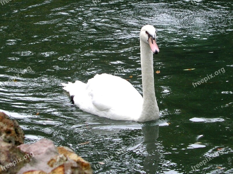 Swan Gliding Swimming Water Tranquil