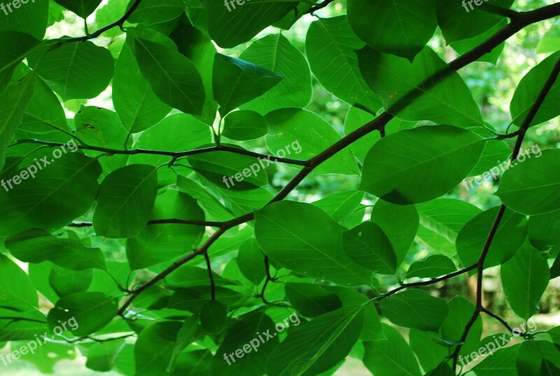 Green Leaves Nature Leaf Summer