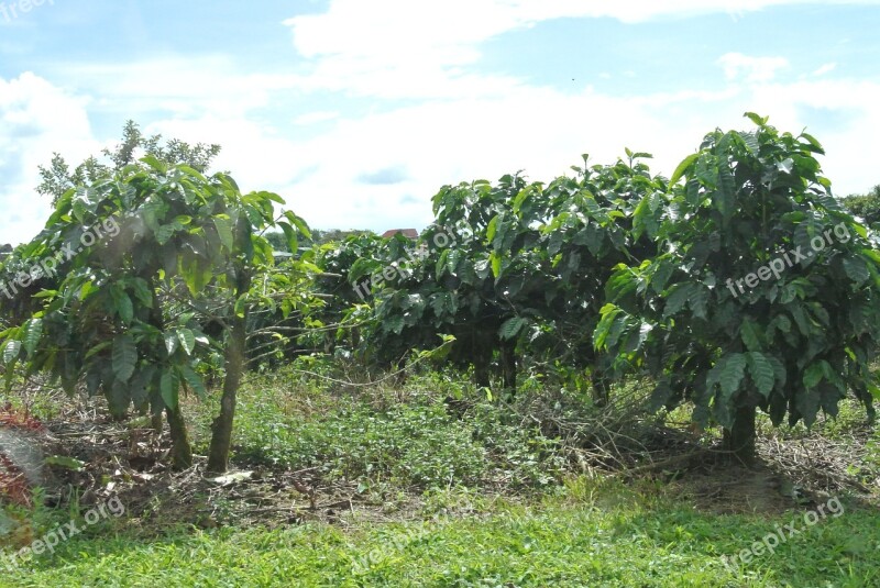 Coffee Costa Rica Free Photos