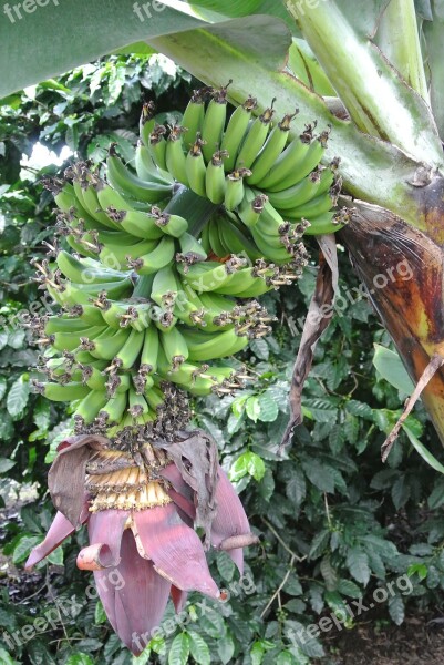 Banana Costa Rica Banana Plantation Free Photos