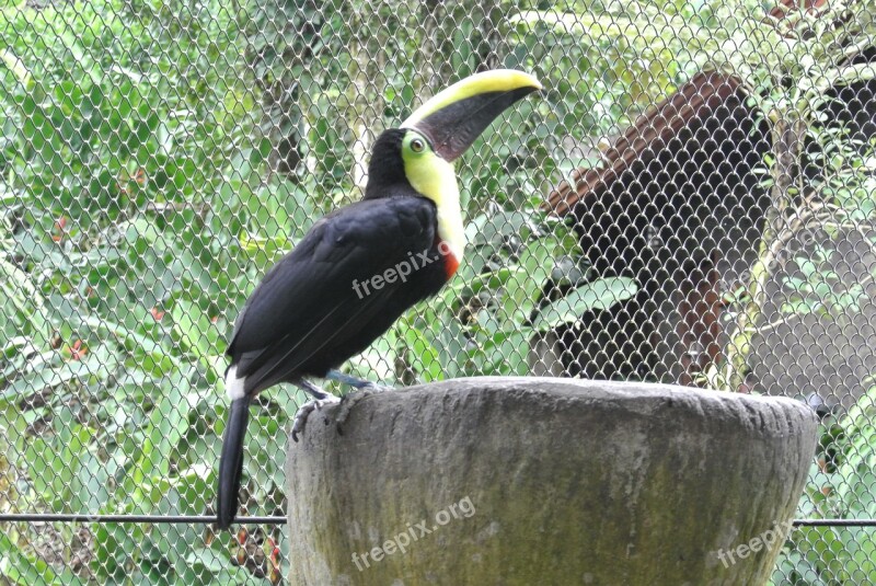 Toucan Bird Costa Rica Free Photos