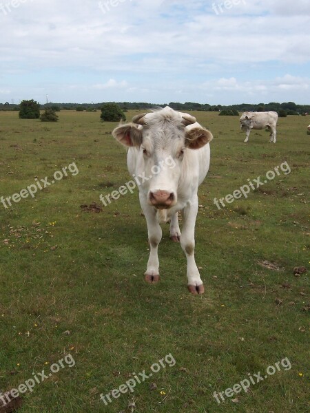 Cow Field New Forest Animal Agriculture