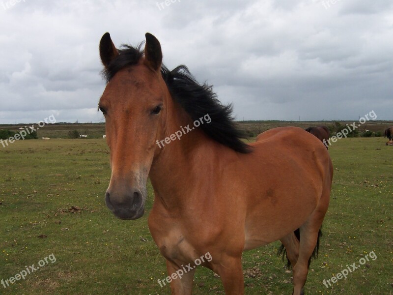 Horse Pony Outside Field New Forest