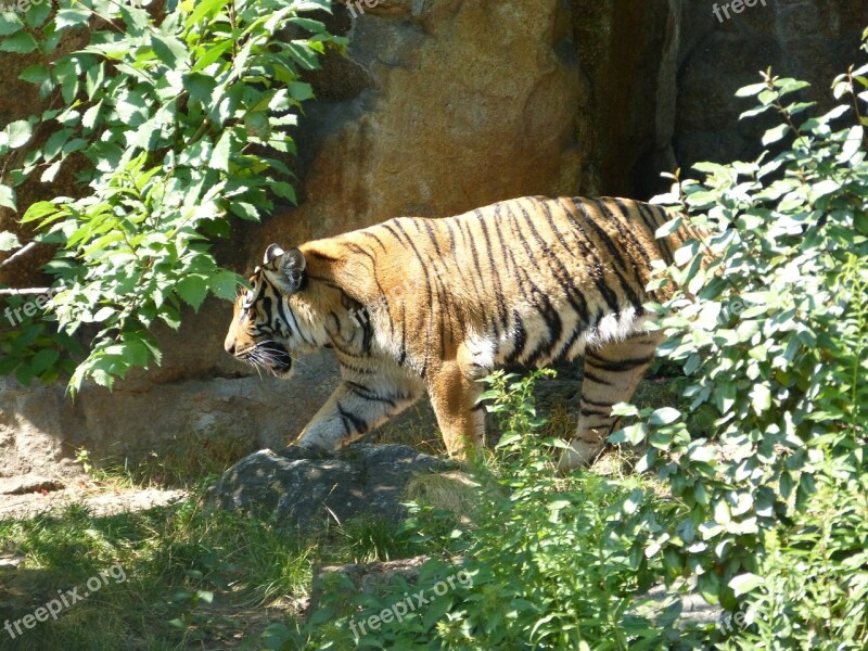 Tiger Zoo Big Cat Predator Animal