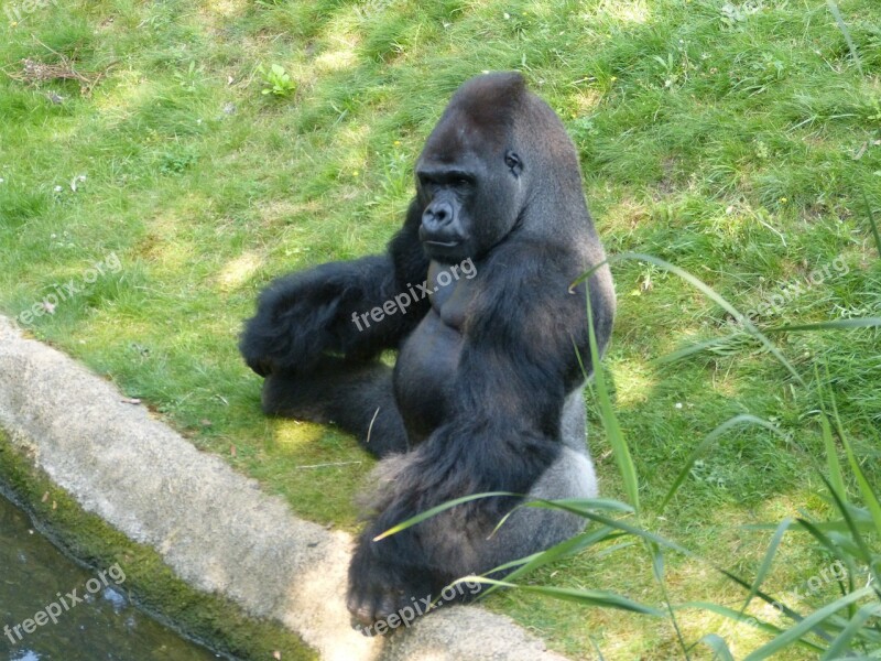 Gorilla Monkey Animal Black Zoo