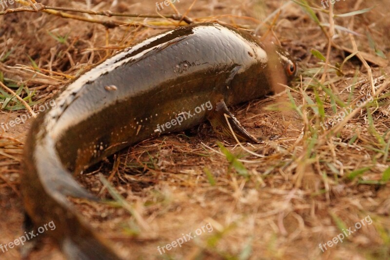 Fish Out From Water Nature Fishing Breathless