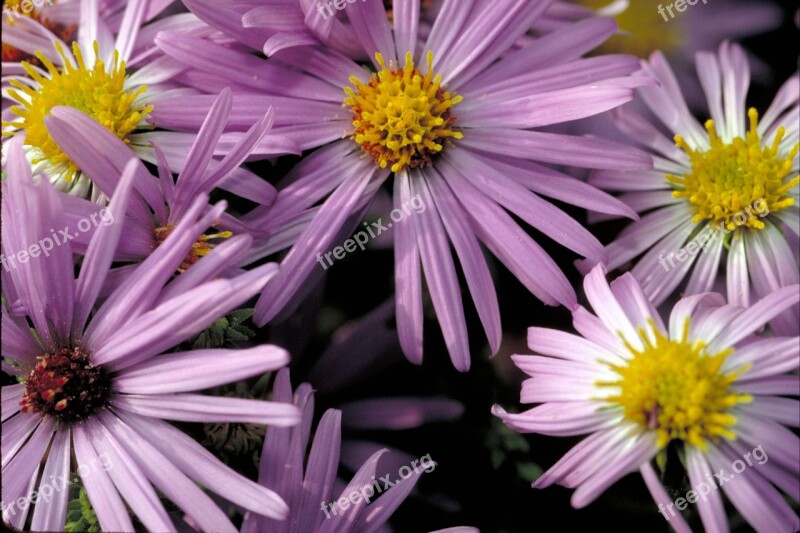 Flowers Aster Blossoms Blooms Macro