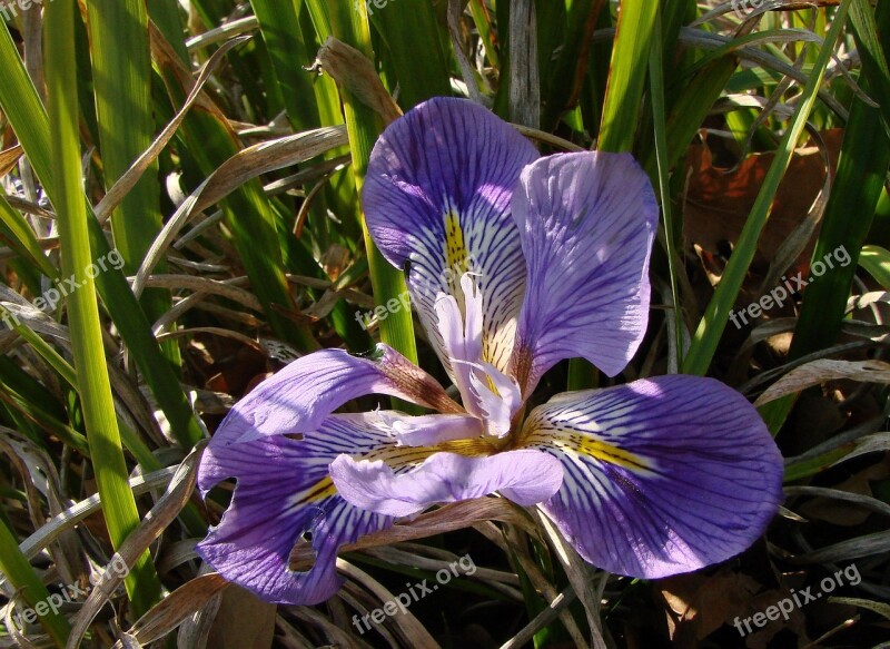 Flower Iris Purple Blossom Bloom