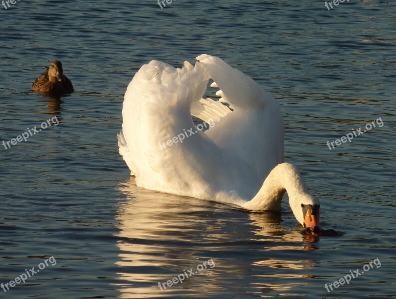 Swan Mute Swimming Bird White