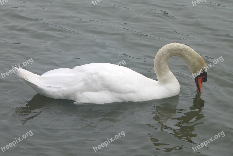 Swan Mute Swimming Bird White