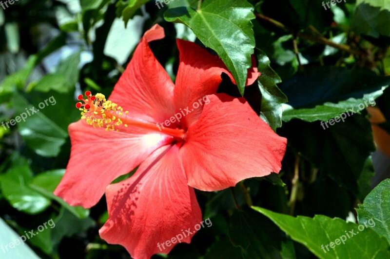 Hibiscus Red Blossom Bloom Flower