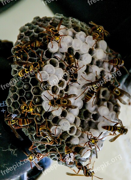 Wasp Nest Paper Wasp Honeycomb Pattern