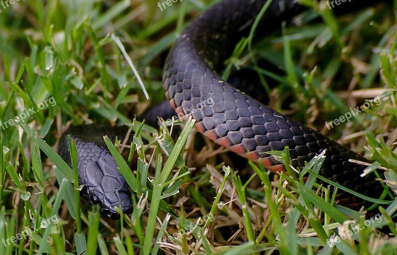 Red Bellied Black Snake Coiled Grass Black Red