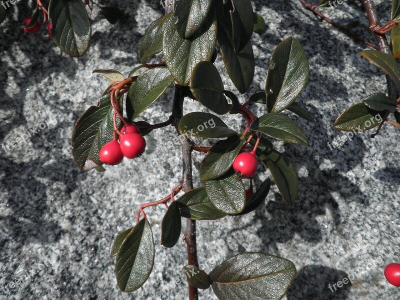 Plant Ground Cover Berry Red Nature Leaves