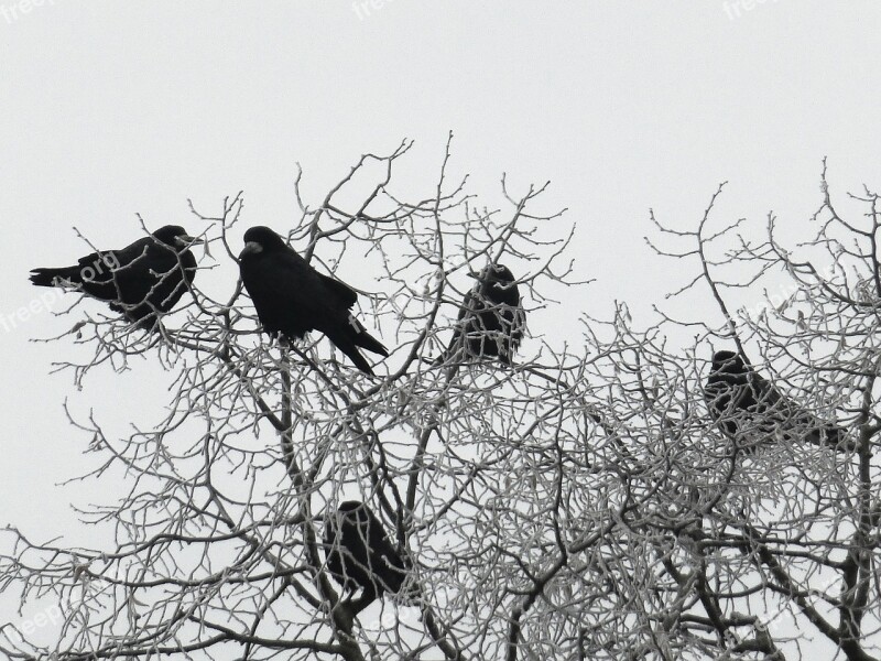 Crow Winter Wintry Cold Winter Mood