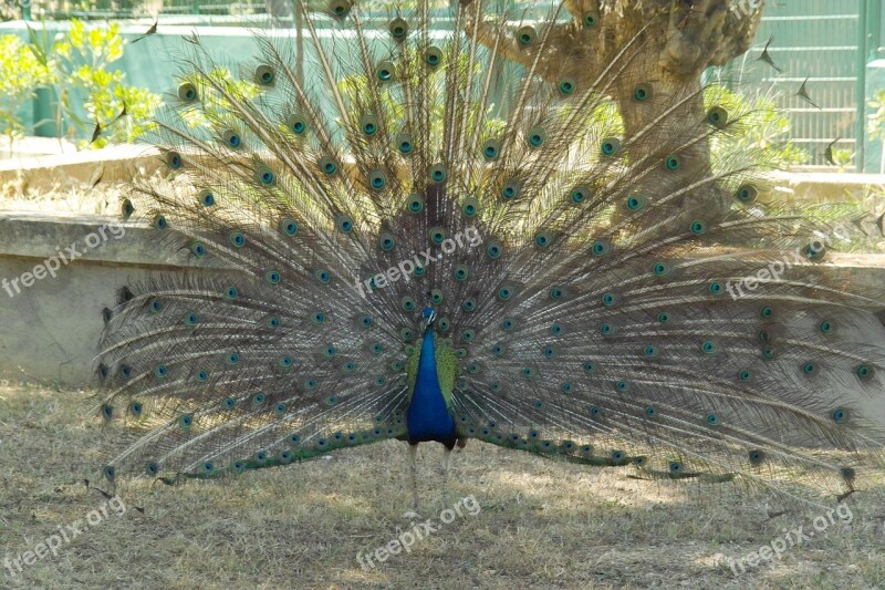 Animal Peacock Beautiful Bird Feather