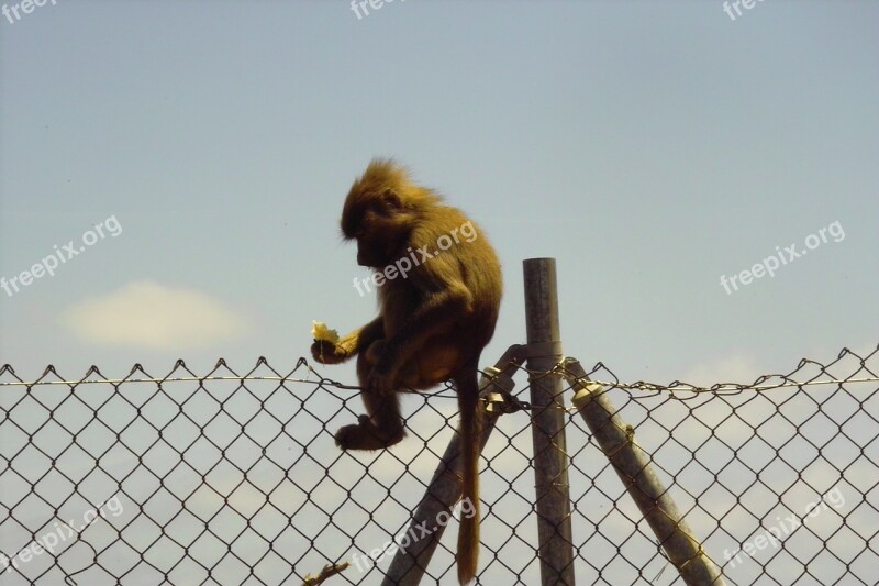 Monkey Zoo Nature Baboon Creature