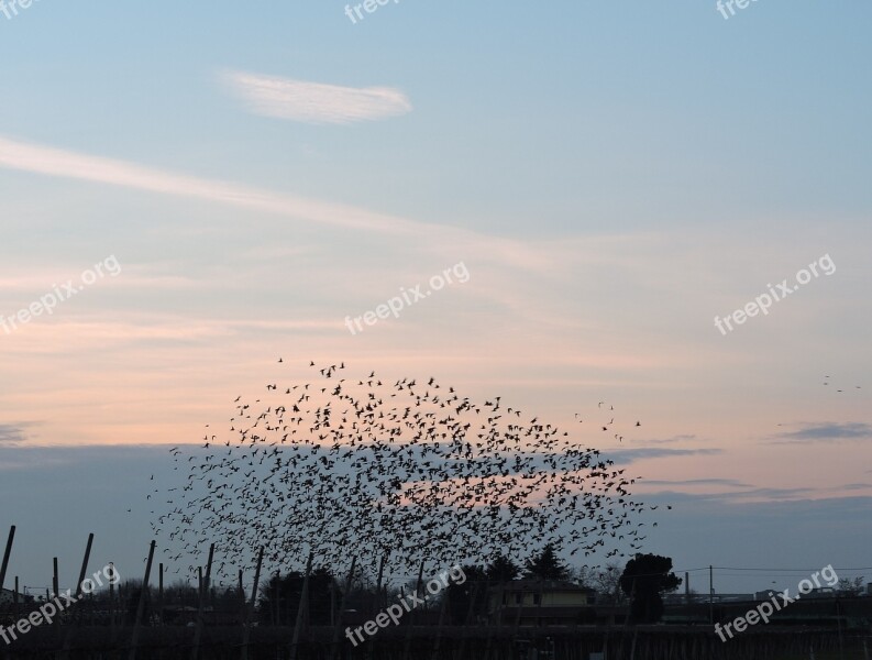 Birds Flock Sky Animals Sunset