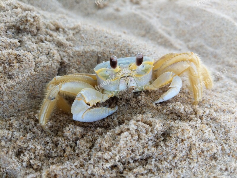 Beach Crab Sea Coast Shore