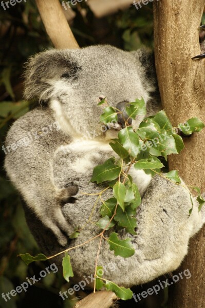 Koala Koala Bear Eucalyptus Tree Climbers Eucalyptus Tree