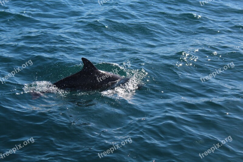 Whales Australia Gold Coast Free Photos