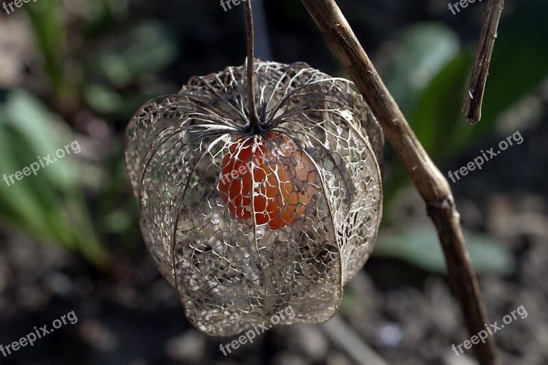 Lampionblume Blossom Bloom Fruit Physalis