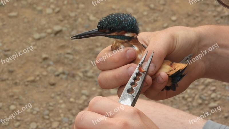 Common Kingfisher Alcedo Atthis Ornithology Ringing Of Birds The Ring On The Birds