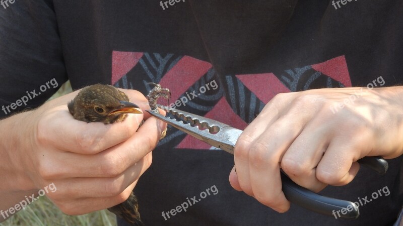 Kos Black Turdus Merula Ornithology Ringing Of Birds The Ring On The Birds