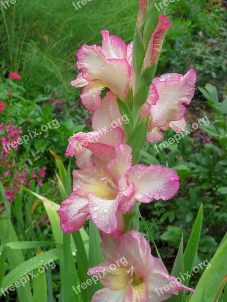 Gladiolus Kansas Overland Park Arboretum Pink